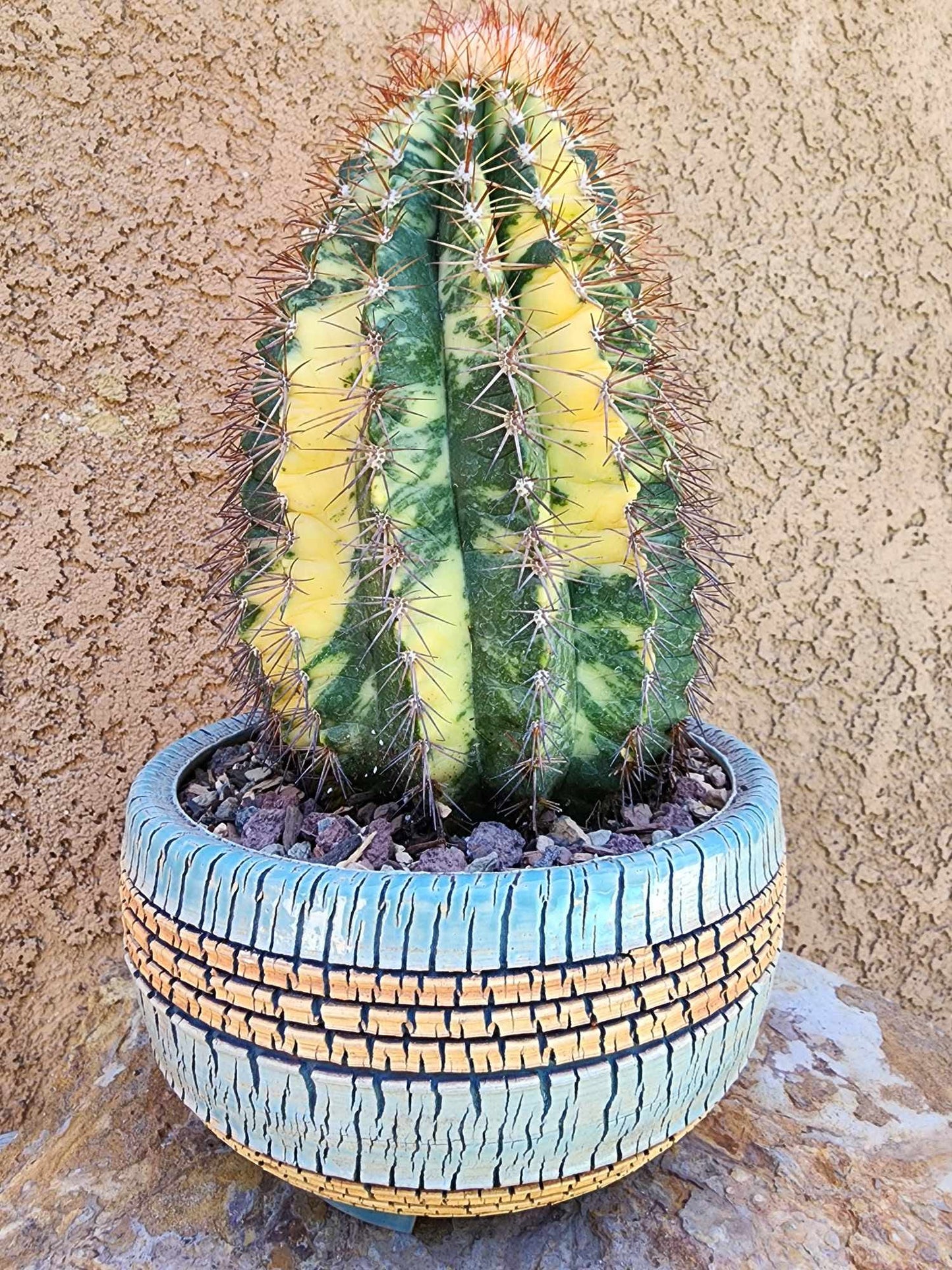 Melocactus broadwayi variegata – Variegated Turk’s Cap Cactus