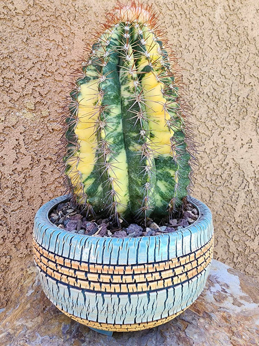 Melocactus broadwayi variegata – Variegated Turk’s Cap Cactus