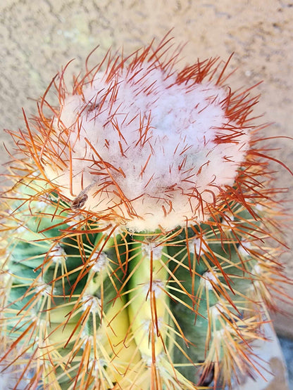 Melocactus broadwayi variegata – Variegated Turk’s Cap Cactus