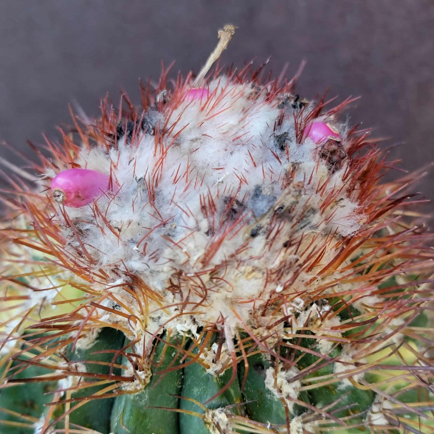 Melocactus broadwayi variegata – Variegated Turk’s Cap Cactus