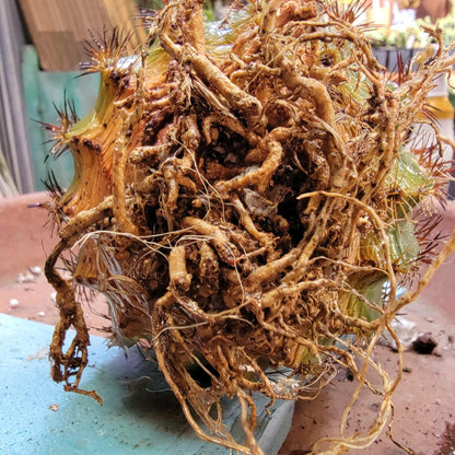 Melocactus broadwayi variegata – Variegated Turk’s Cap Cactus