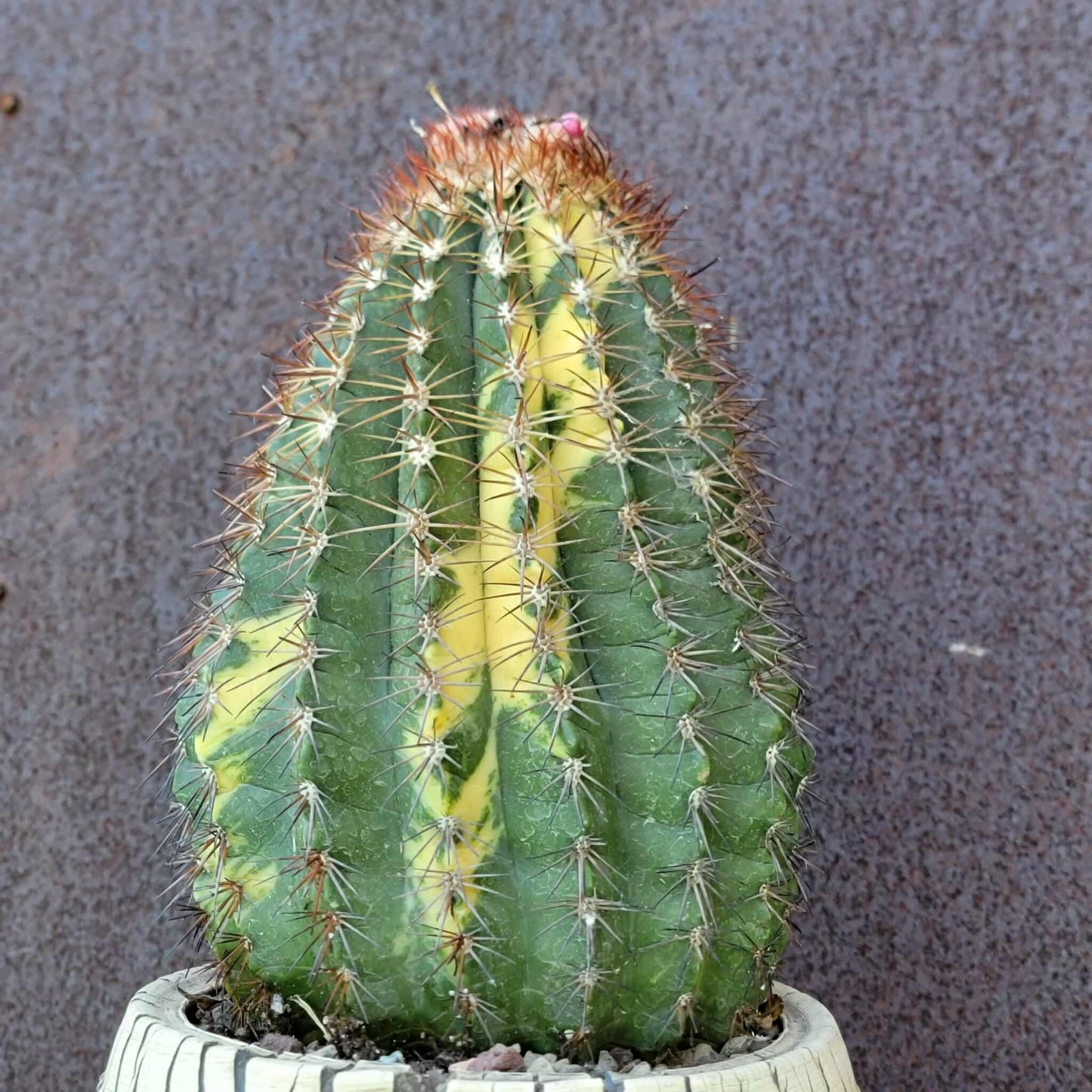 Melocactus broadwayi variegata – Variegated Turk’s Cap Cactus