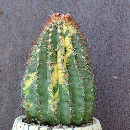 Melocactus broadwayi variegata – Variegated Turk’s Cap Cactus