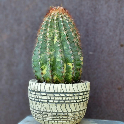 Melocactus broadwayi variegata – Variegated Turk’s Cap Cactus