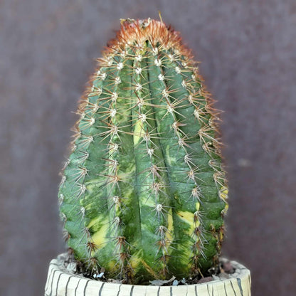 Melocactus broadwayi variegata – Variegated Turk’s Cap Cactus