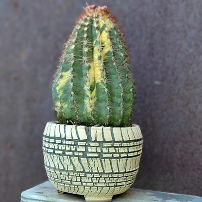 Melocactus broadwayi variegata – Variegated Turk’s Cap Cactus