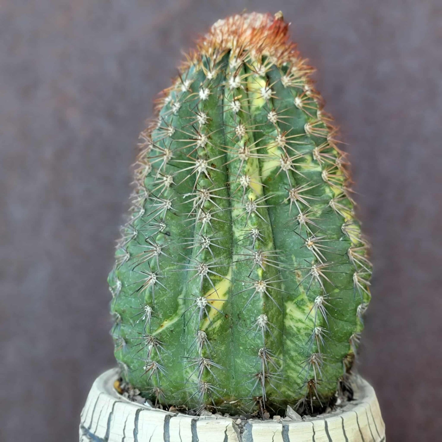 Melocactus broadwayi variegata – Variegated Turk’s Cap Cactus