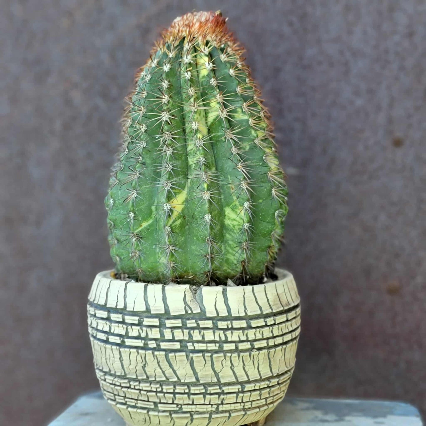 Melocactus broadwayi variegata – Variegated Turk’s Cap Cactus