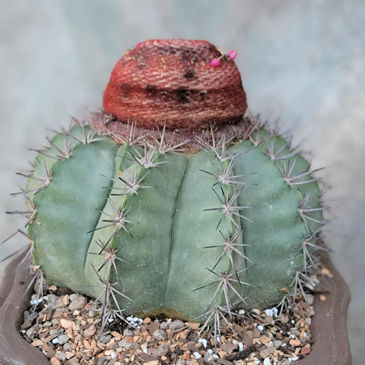 Melocactus levitestatus – Turk’s Cap Cactus