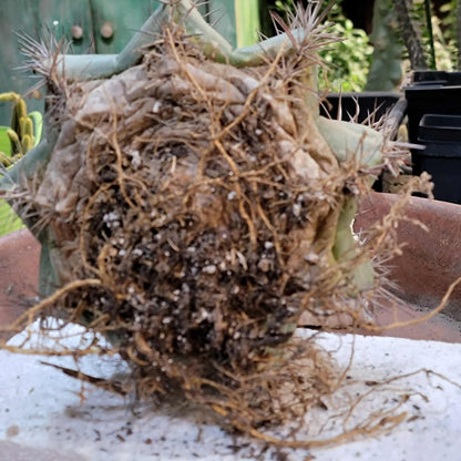 Melocactus bahiensis sap. amethystinus – Turk’s Cap Cactus