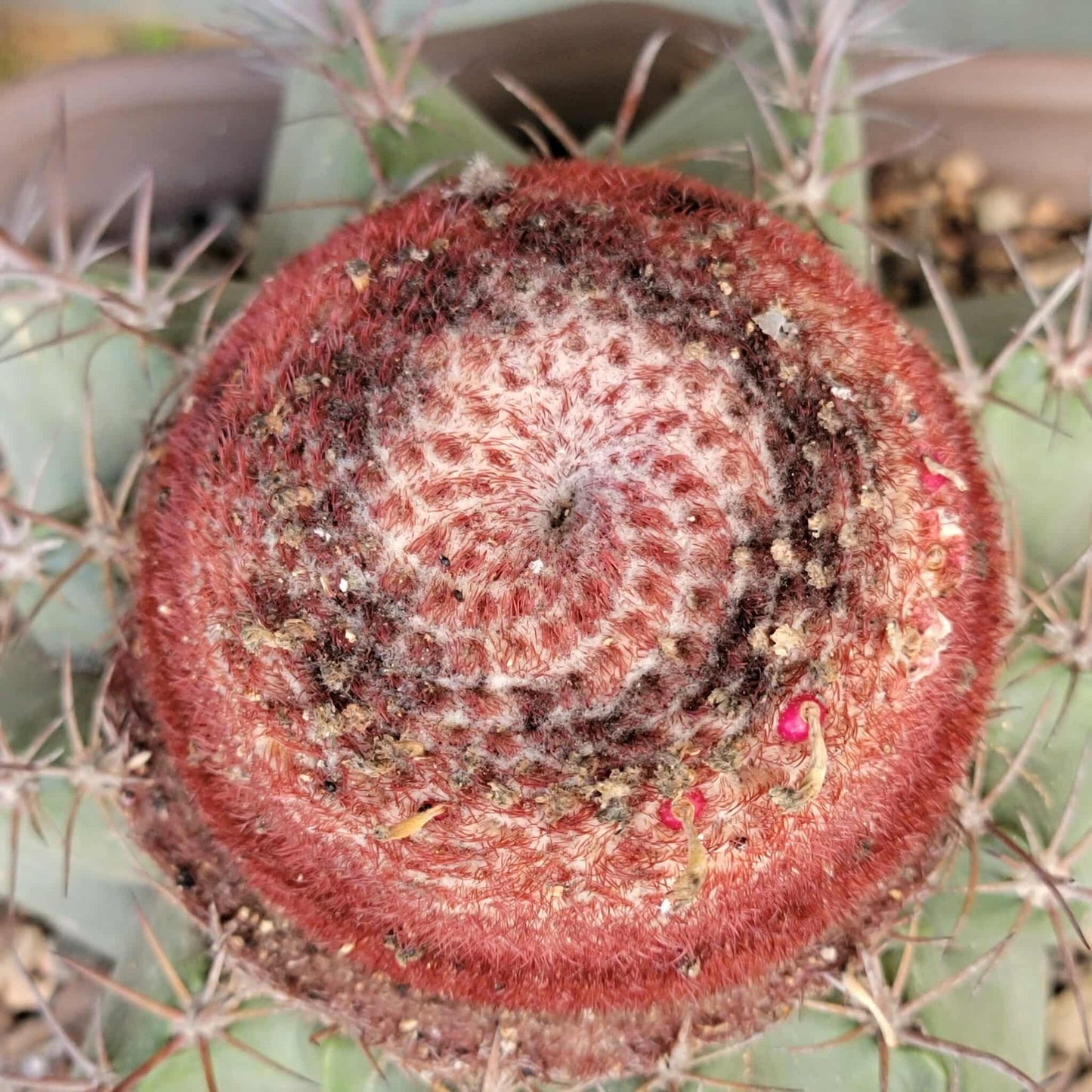 Melocactus bahiensis sap. amethystinus – Turk’s Cap Cactus