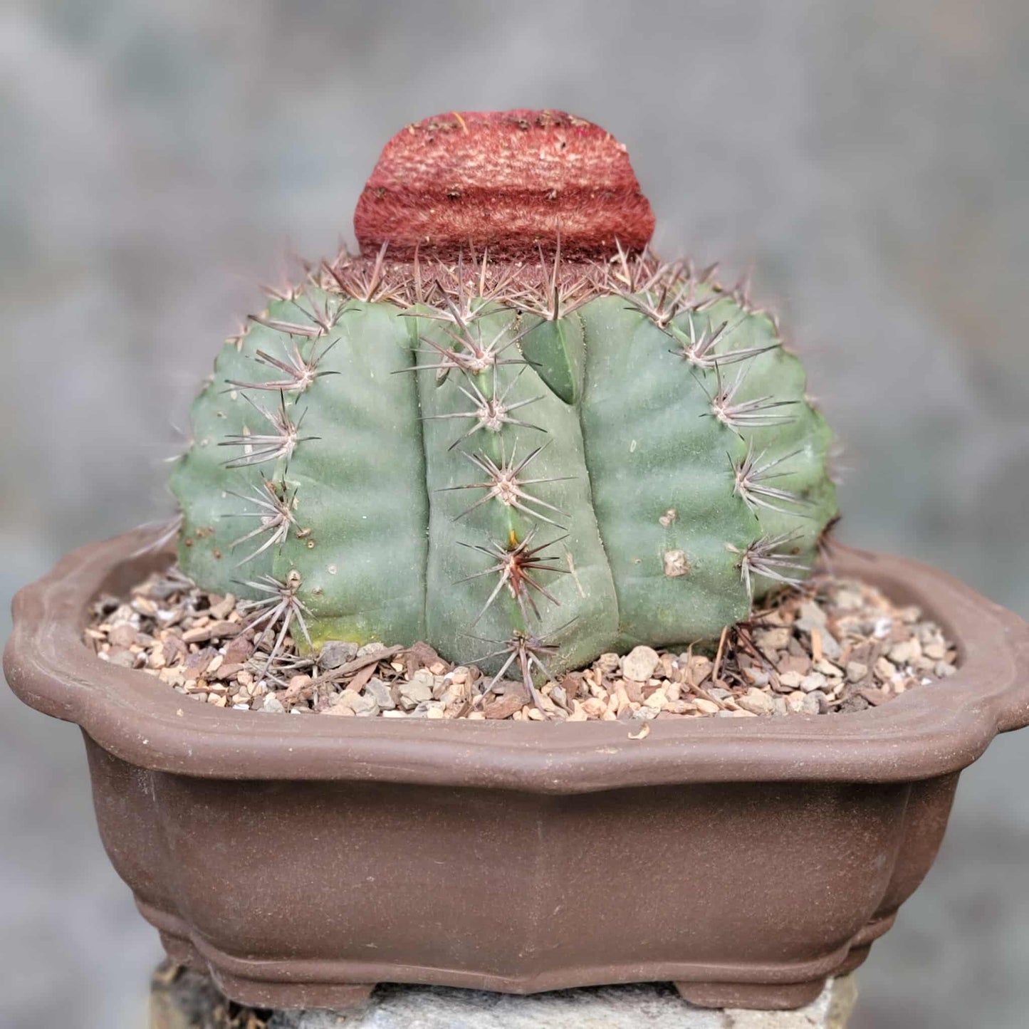 Melocactus bahiensis sap. amethystinus – Turk’s Cap Cactus