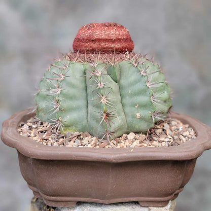 Melocactus bahiensis sap. amethystinus – Turk’s Cap Cactus