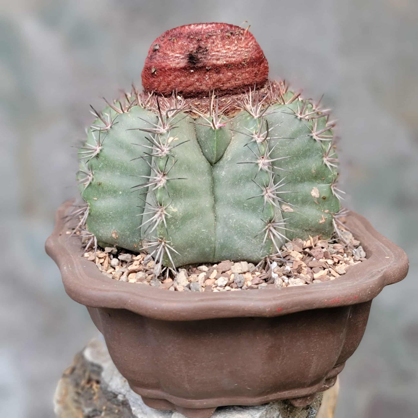 Melocactus bahiensis sap. amethystinus – Turk’s Cap Cactus