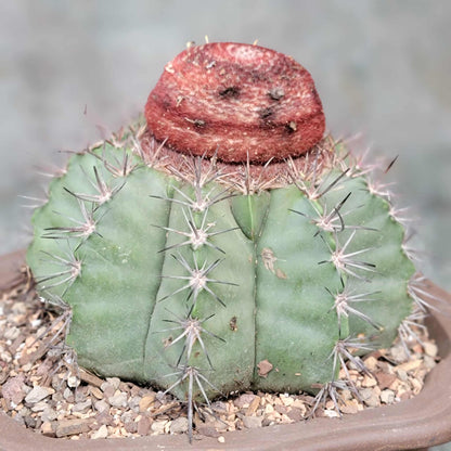 Melocactus bahiensis sap. amethystinus – Turk’s Cap Cactus