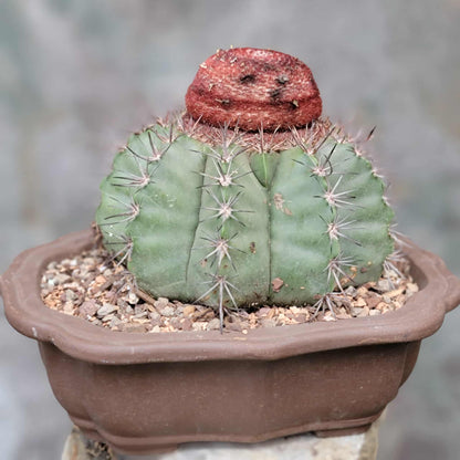 Melocactus bahiensis sap. amethystinus – Turk’s Cap Cactus