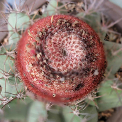 Melocactus bahiensis sap. amethystinus – Turk’s Cap Cactus