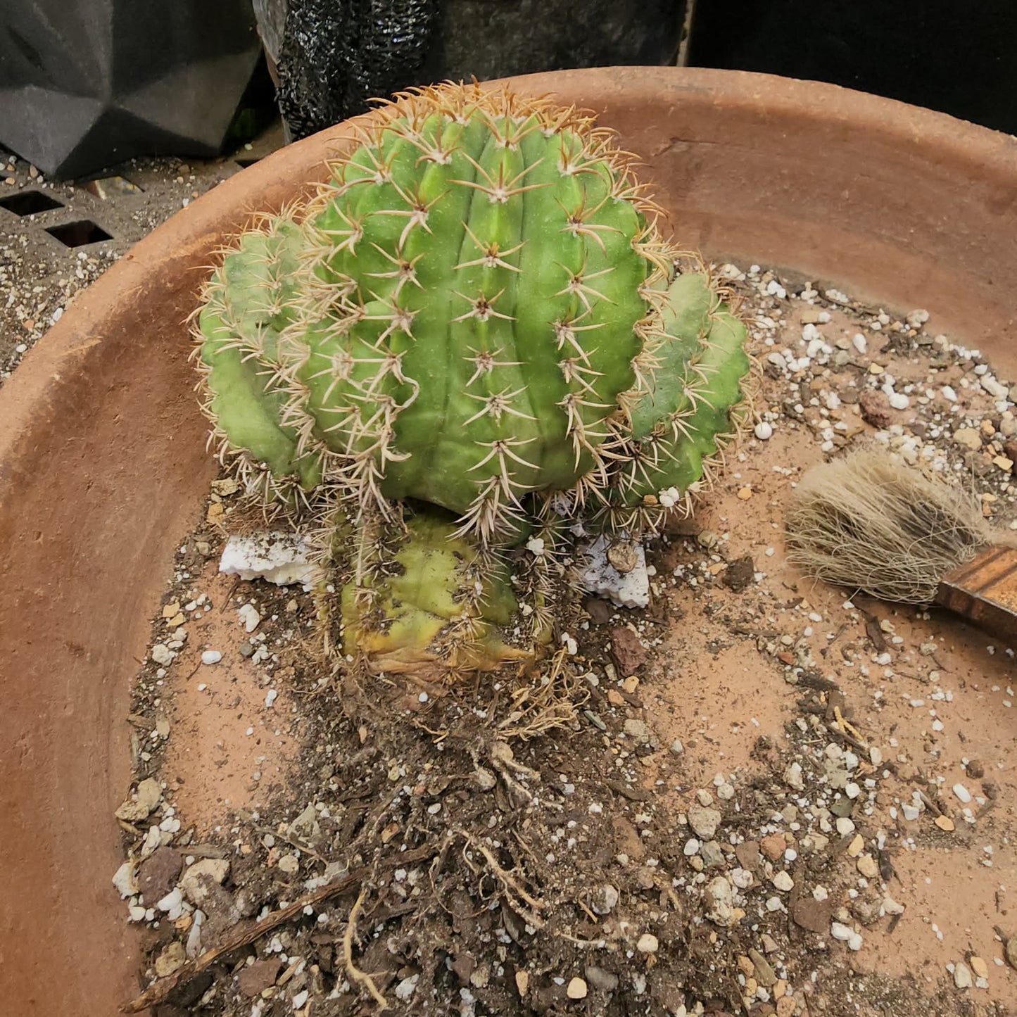 Melocactus matanzanus – Turk’s Cap Cactus -  3 Heads
