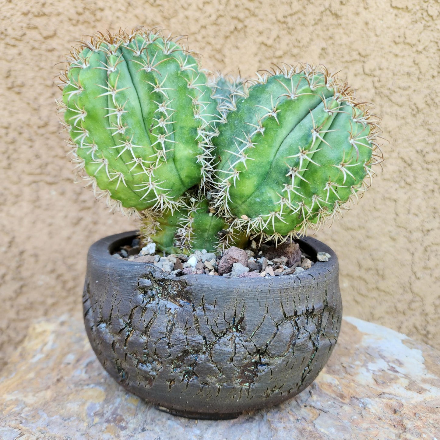Melocactus matanzanus – Turk’s Cap Cactus -  3 Heads