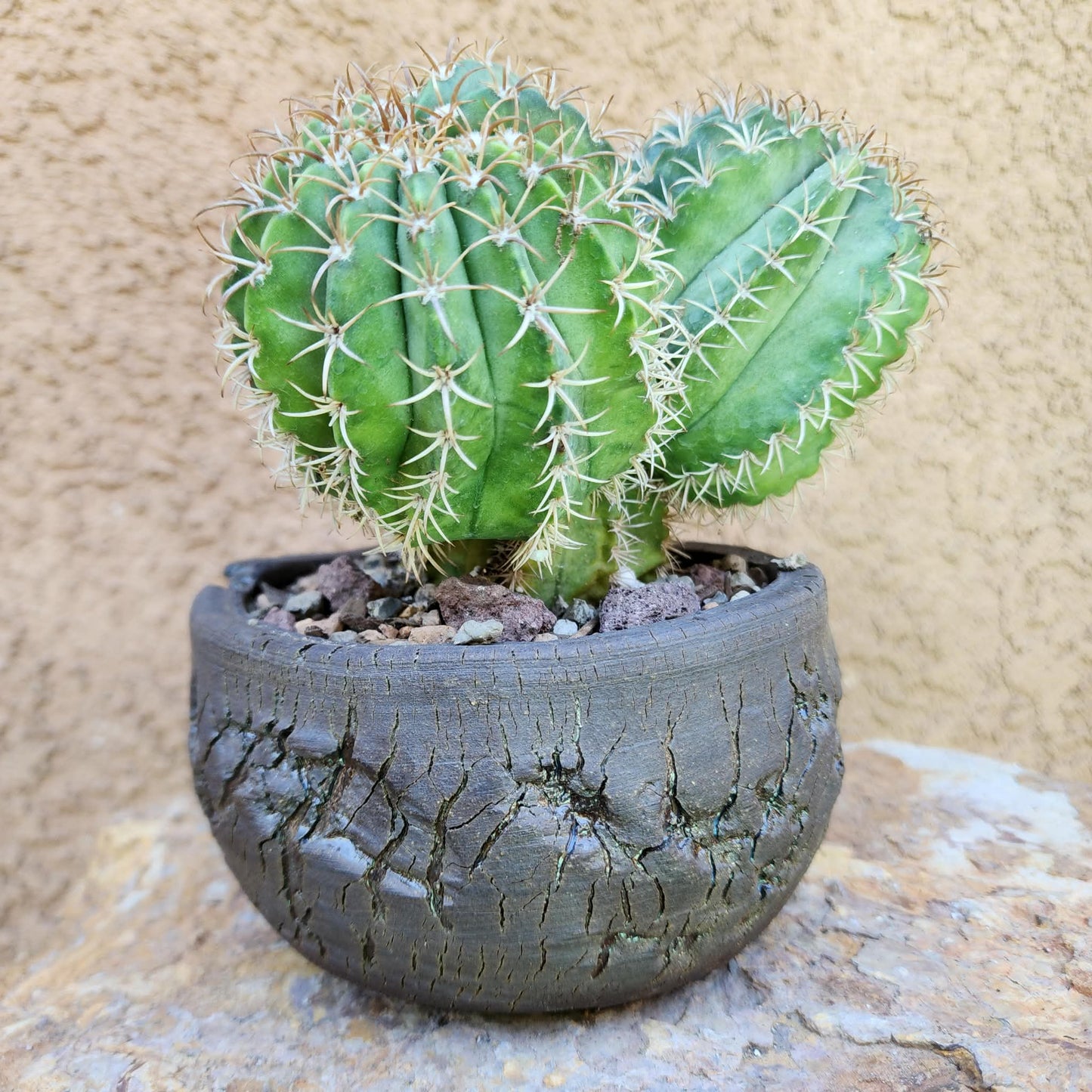 Melocactus matanzanus – Turk’s Cap Cactus -  3 Heads