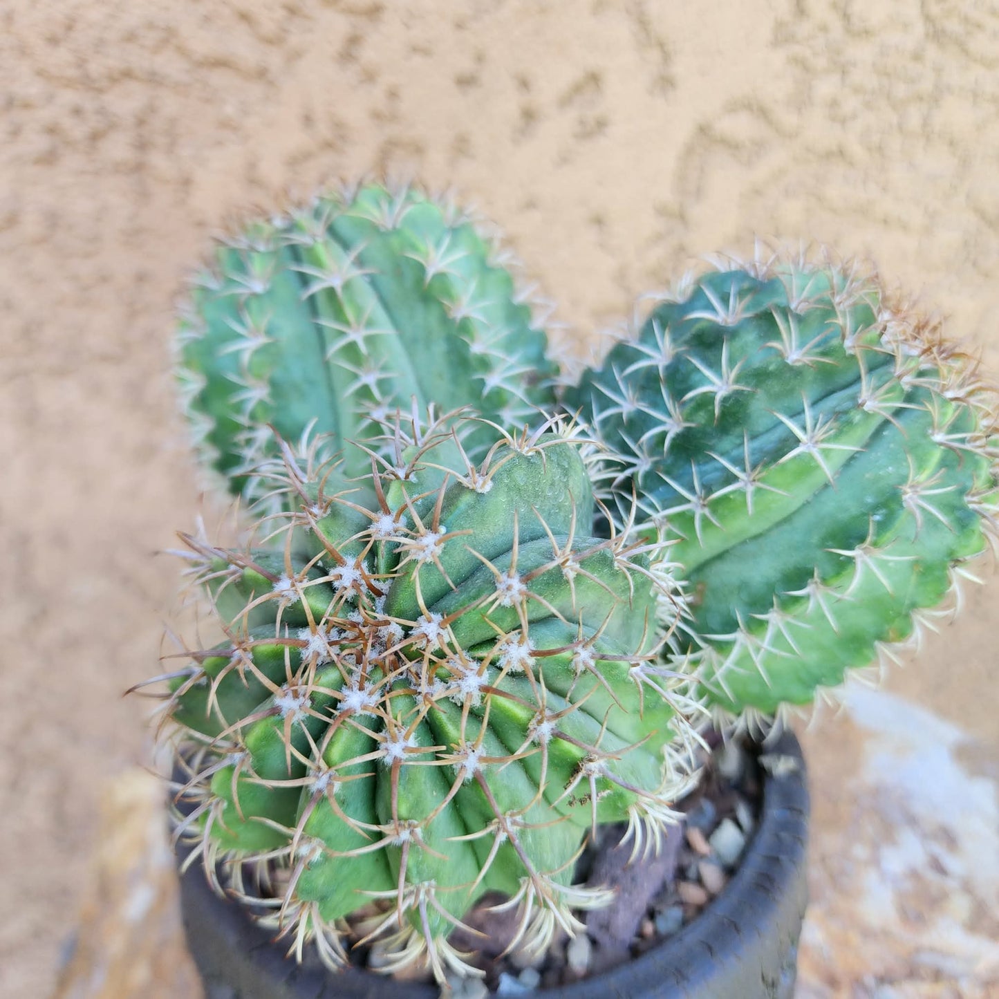 Melocactus matanzanus – Turk’s Cap Cactus -  3 Heads collector cactus specimen