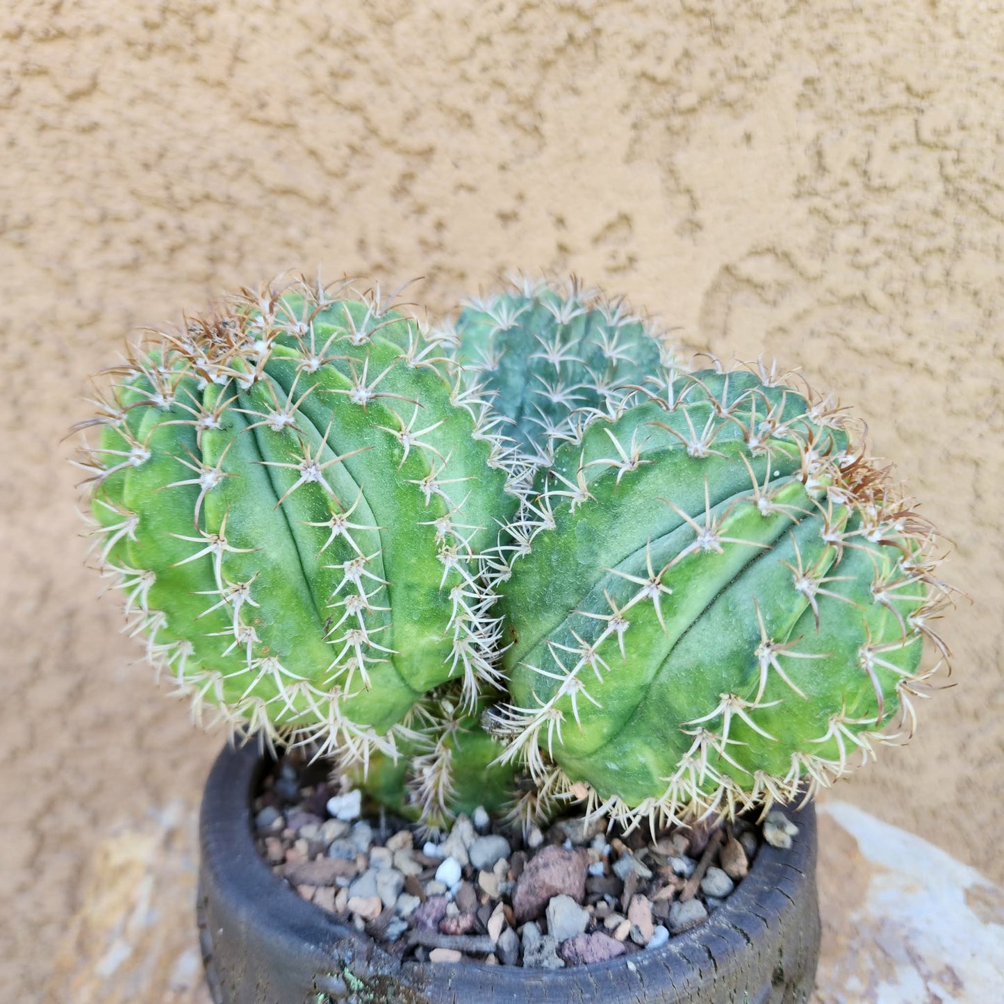 Melocactus matanzanus – Turk’s Cap Cactus -  3 Heads