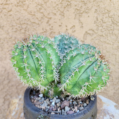 Melocactus matanzanus – Turk’s Cap Cactus -  3 Heads