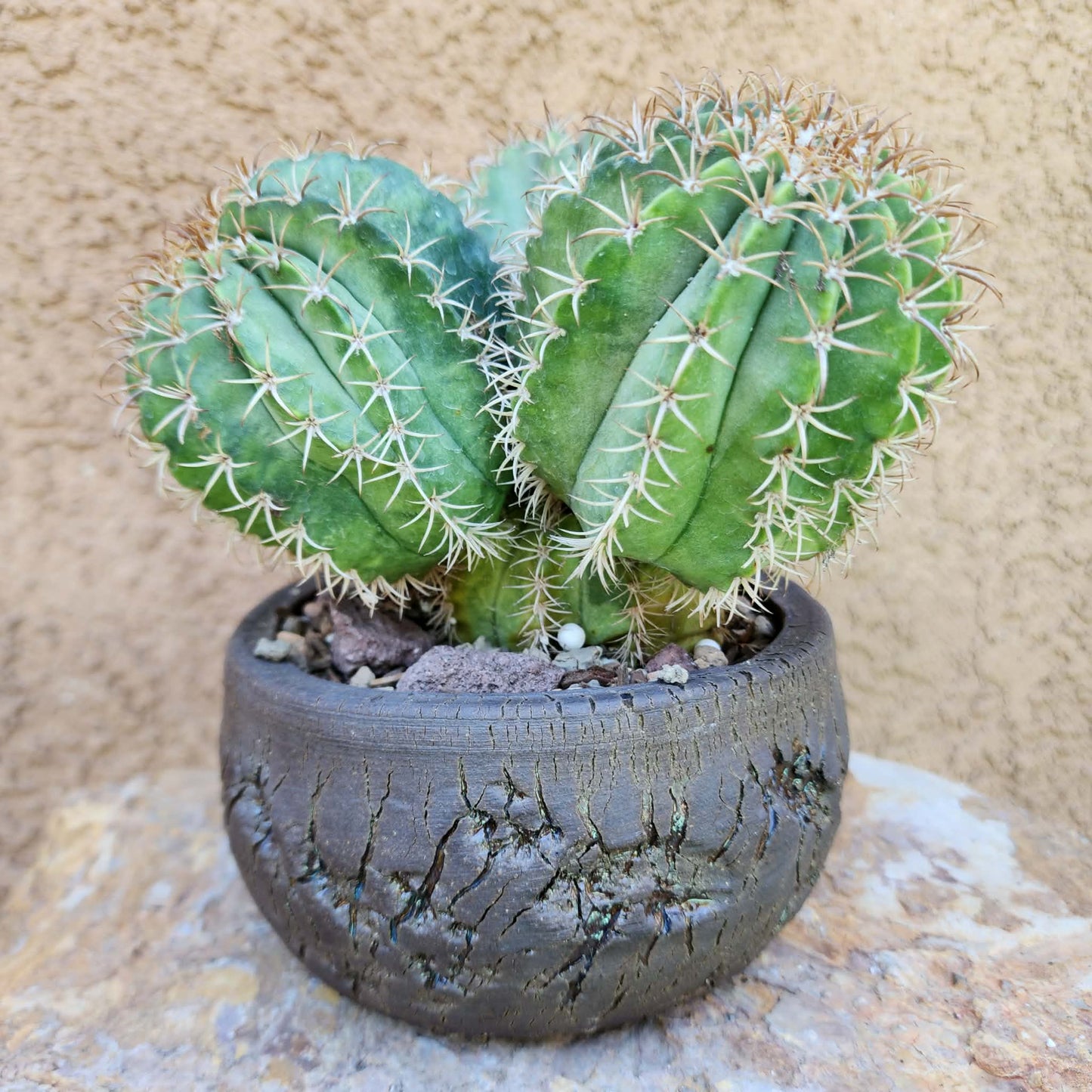 Melocactus matanzanus – Turk’s Cap Cactus -  3 Heads