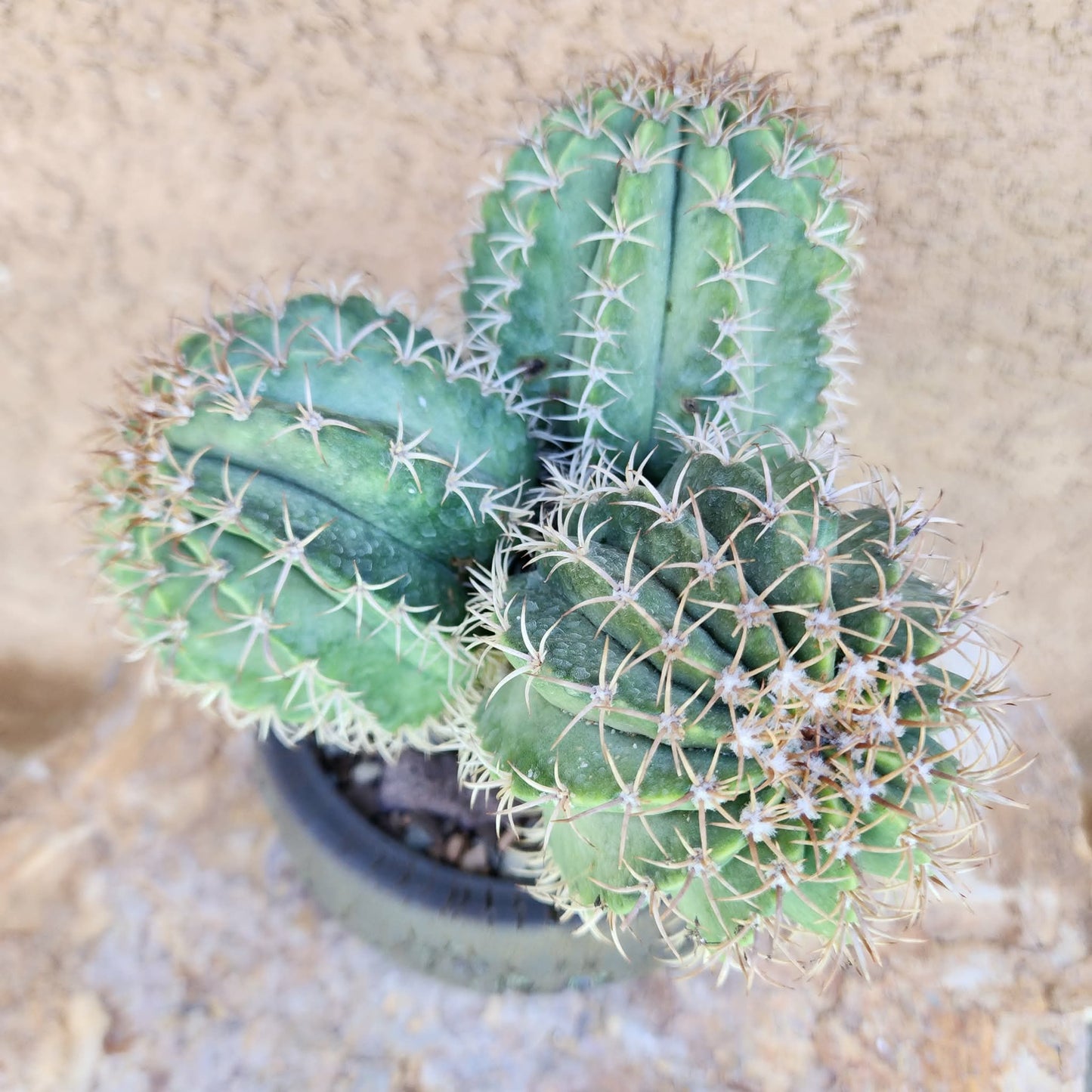 Melocactus matanzanus – Turk’s Cap Cactus -  3 Heads