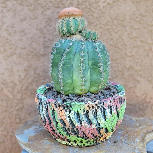 Melocactus matanzanus with cephalium – Turk’s Cap Cactus -  3 Heads