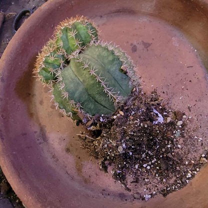Melocactus matanzanus with cephalium – Turk’s Cap Cactus -  4 Heads - Last one!