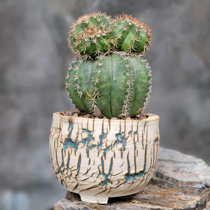 Melocactus matanzanus with cephalium – Turk’s Cap Cactus -  4 Heads - Last one!