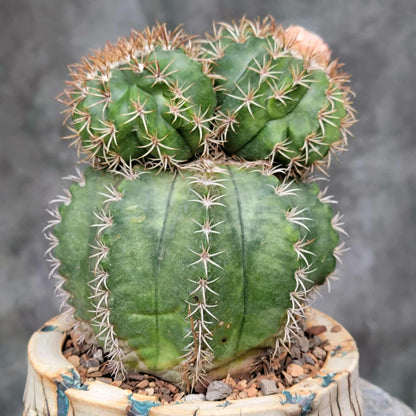 Melocactus matanzanus with cephalium – Turk’s Cap Cactus -  4 Heads - Last one!