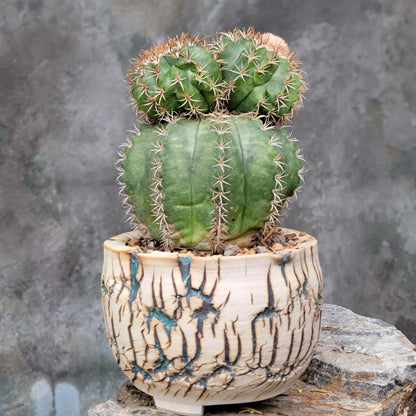 Melocactus matanzanus with cephalium – Turk’s Cap Cactus -  4 Heads - Last one!