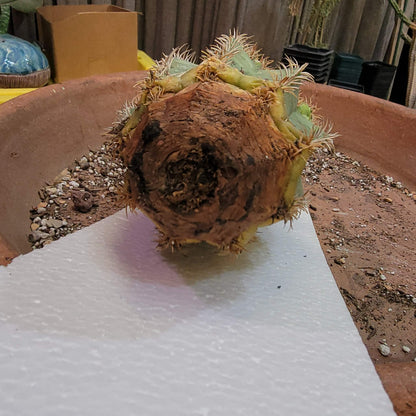 Melocactus matanzanus with cephalium – Turk’s Cap Cactus -  6 Heads