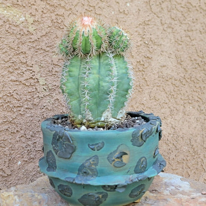 Melocactus matanzanus with cephalium – Turk’s Cap Cactus -  6 Heads