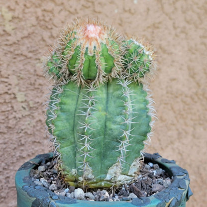 Melocactus matanzanus with cephalium – Turk’s Cap Cactus -  6 Heads