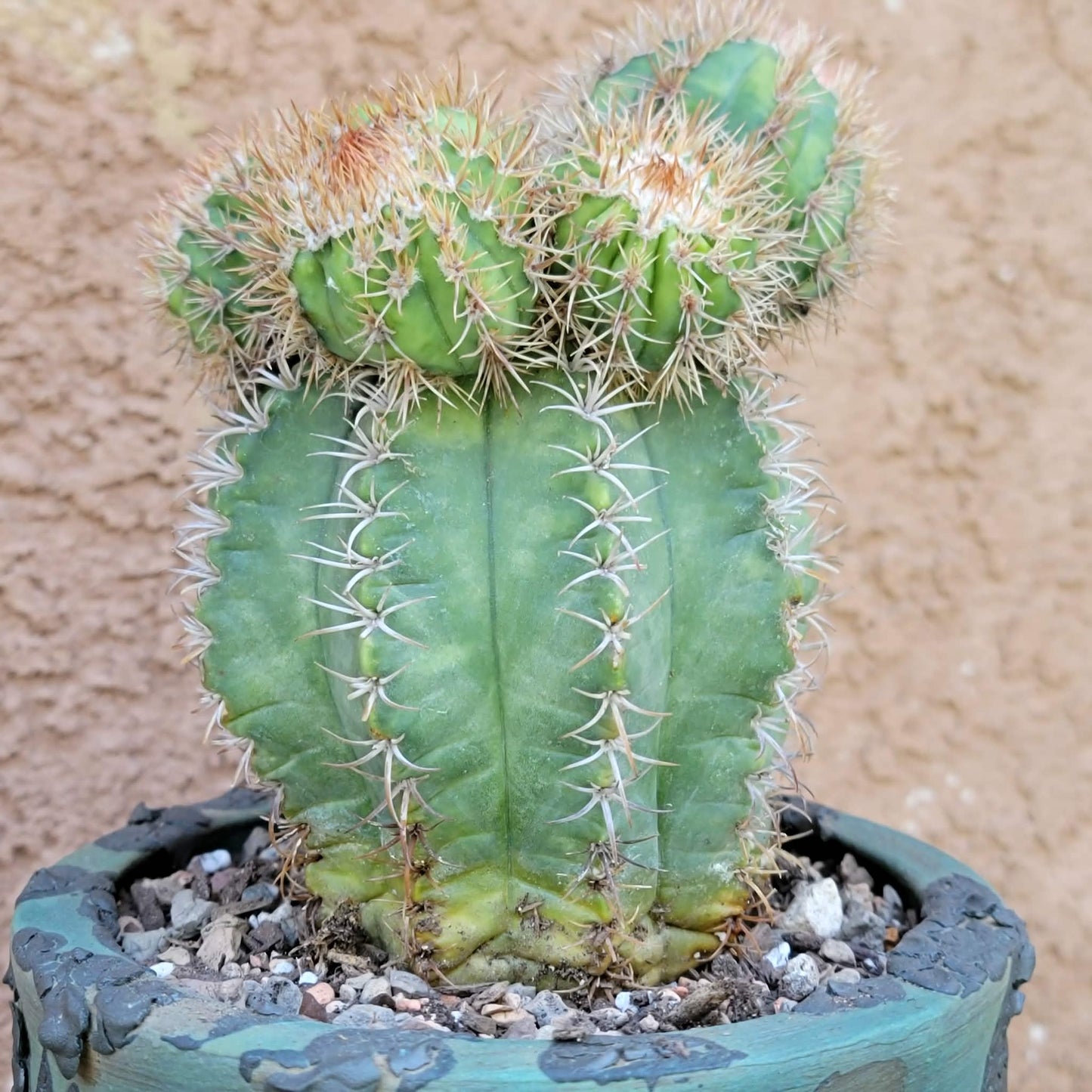 Melocactus matanzanus with cephalium – Turk’s Cap Cactus -  6 Heads
