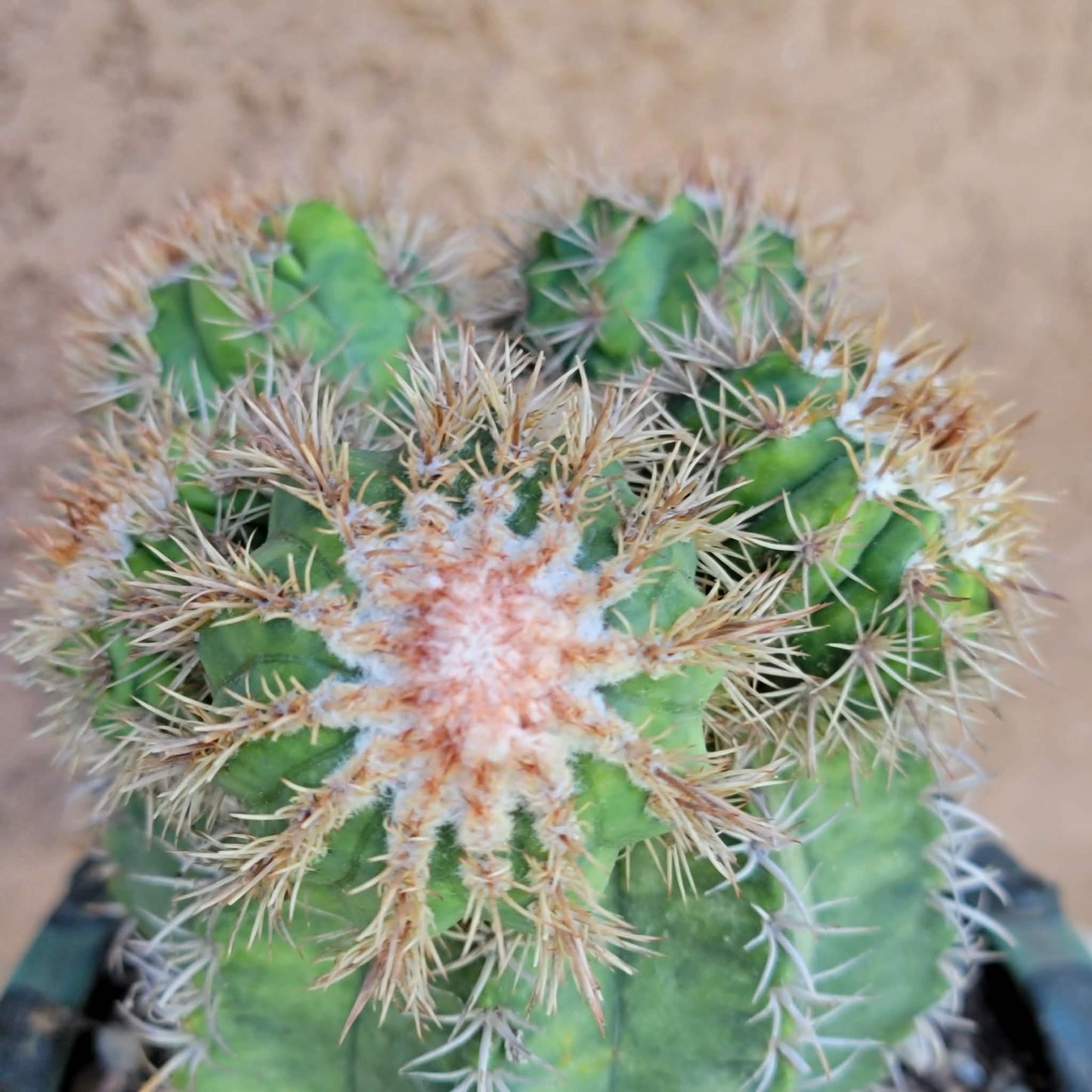 Melocactus matanzanus with cephalium – Turk’s Cap Cactus -  6 Heads