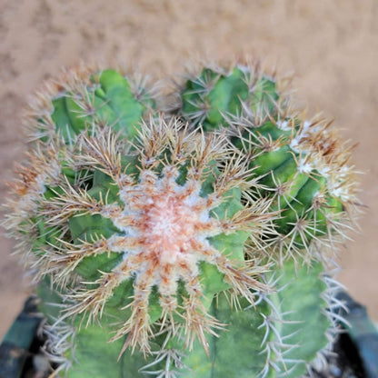 Melocactus matanzanus with cephalium – Turk’s Cap Cactus -  6 Heads