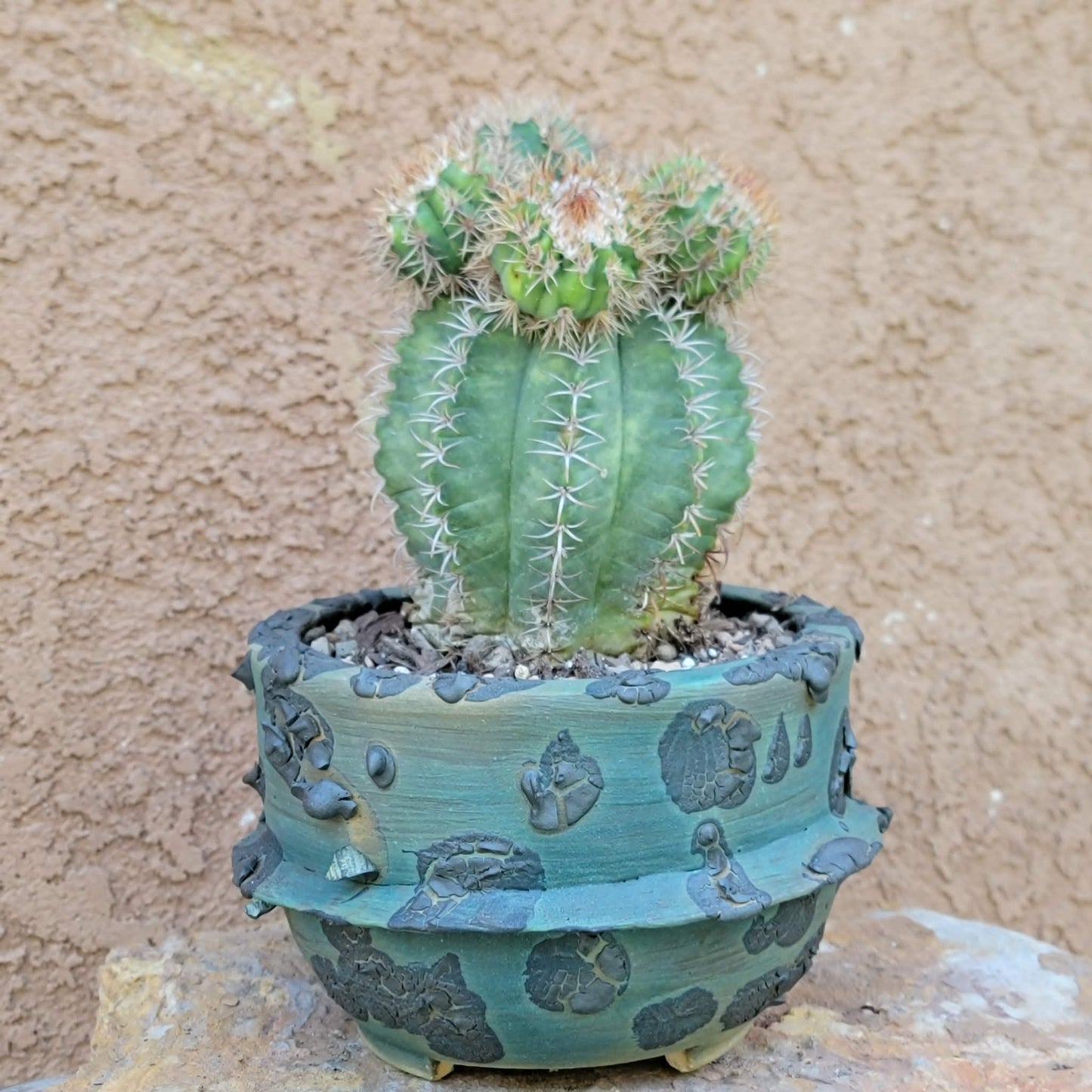 Melocactus matanzanus with cephalium – Turk’s Cap Cactus -  6 Heads