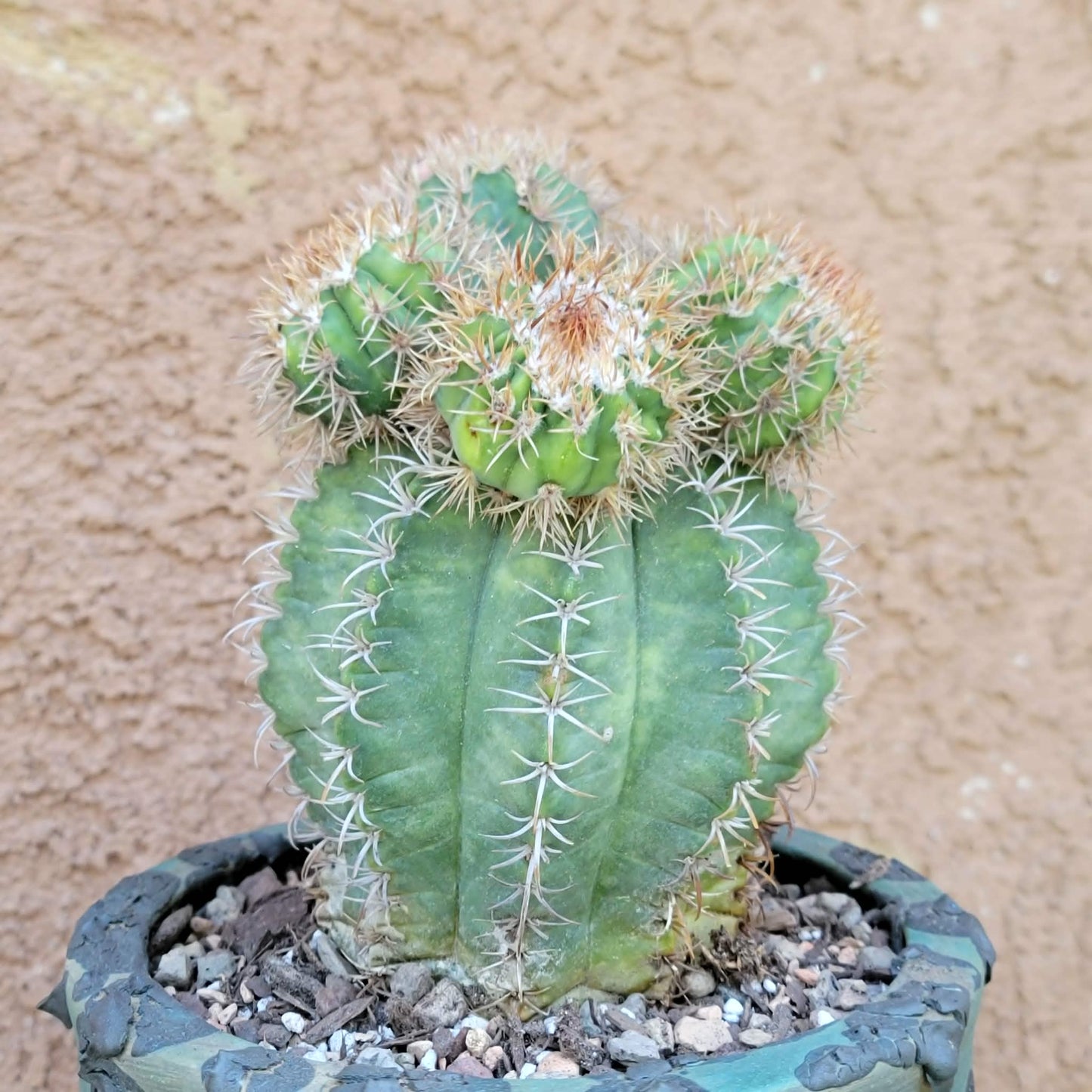 Melocactus matanzanus with cephalium – Turk’s Cap Cactus -  6 Heads