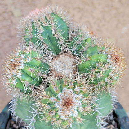 Melocactus matanzanus with cephalium – Turk’s Cap Cactus -  6 Heads