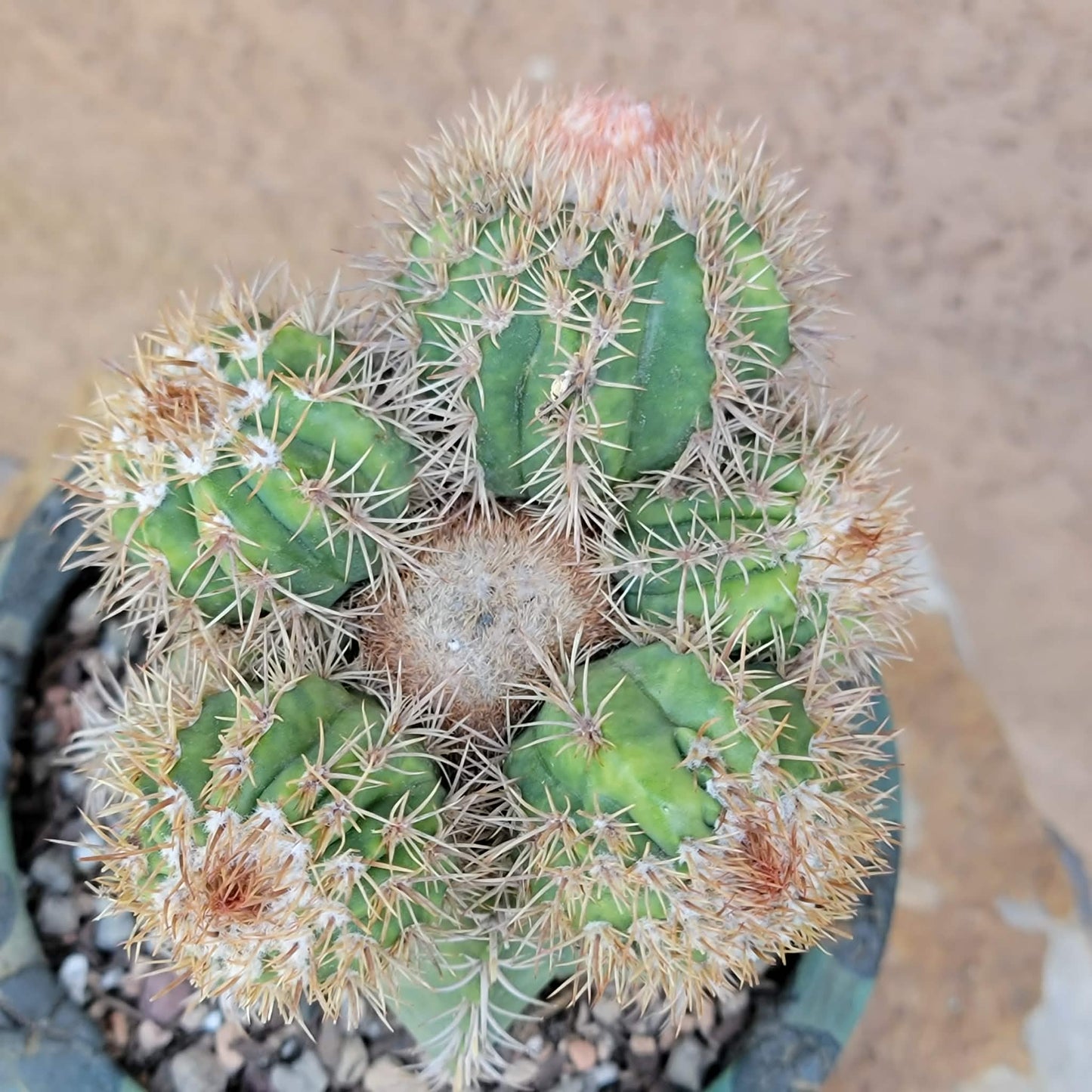 Melocactus matanzanus with cephalium – Turk’s Cap Cactus -  6 Heads
