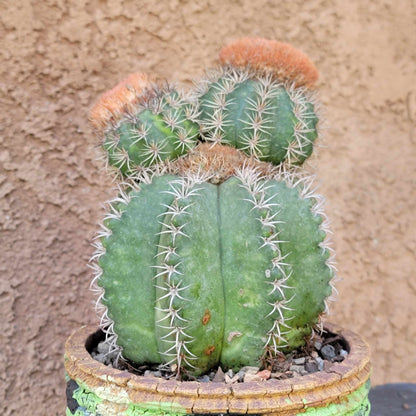 Melocactus matanzanus with cephalium – Turk’s Cap Cactus - Triple Head