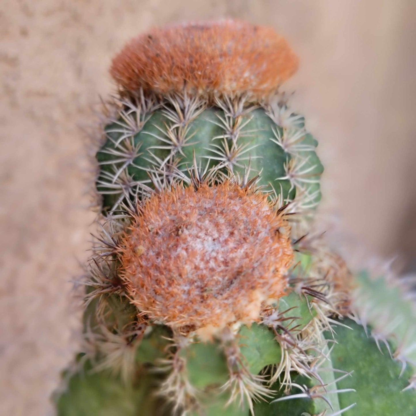 Melocactus matanzanus with cephalium – Turk’s Cap Cactus - Triple Head