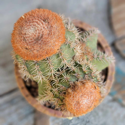 Melocactus matanzanus with cephalium – Turk’s Cap Cactus - Triple Head