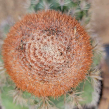 Melocactus matanzanus with cephalium – Turk’s Cap Cactus - Triple Head