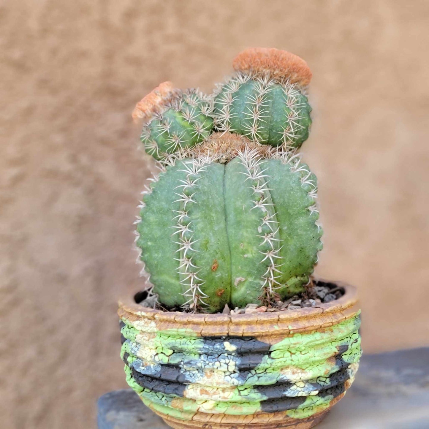 Melocactus matanzanus with cephalium – Turk’s Cap Cactus - Triple Head