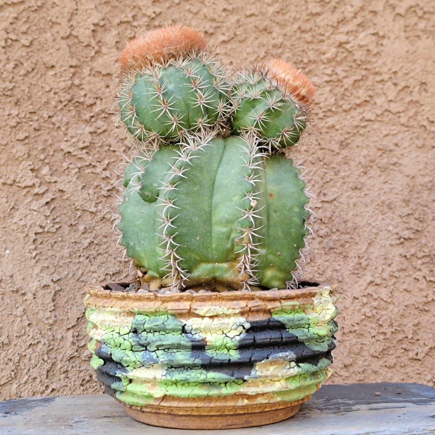 Melocactus matanzanus with cephalium – Turk’s Cap Cactus - Triple Head